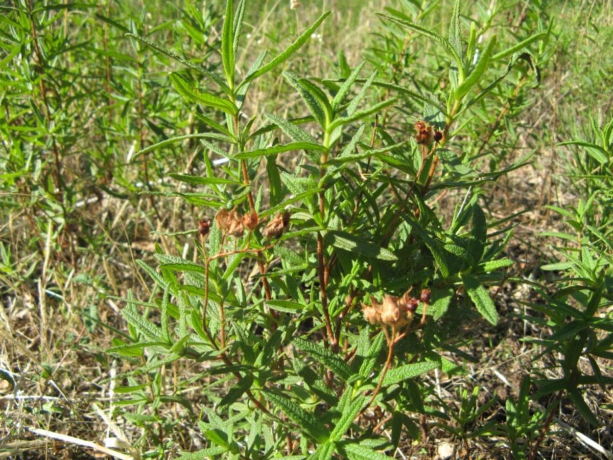 Cistus monspeliensis / Cisto di Montpellier